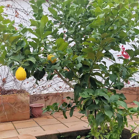 La Casa Del Patio Atba00260