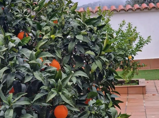 La Casa Del Patio Atba00260 Appartement Zafra