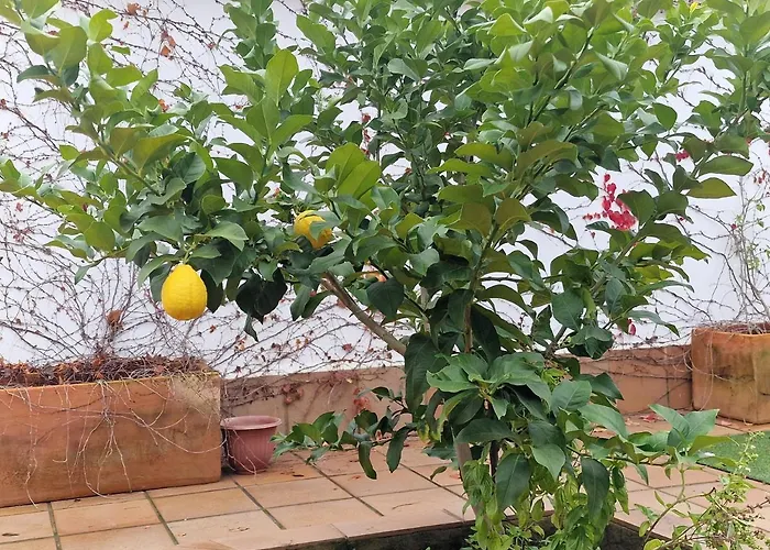 La Casa Del Patio Atba00260